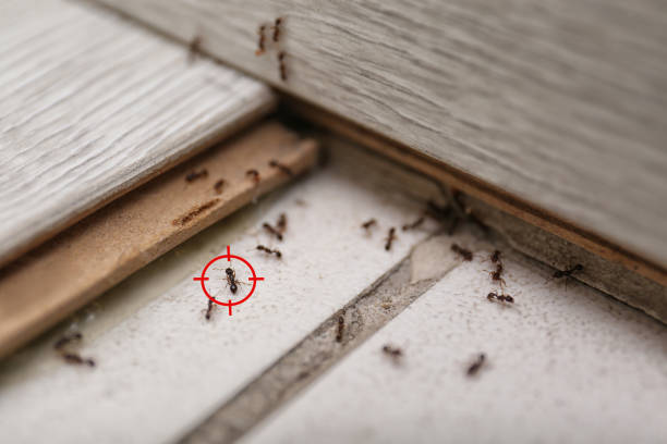Pest Prevention Services in Flemington, PA
