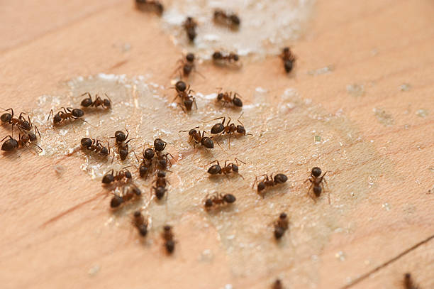 Best Pest Control Near Me in Flemington, PA
