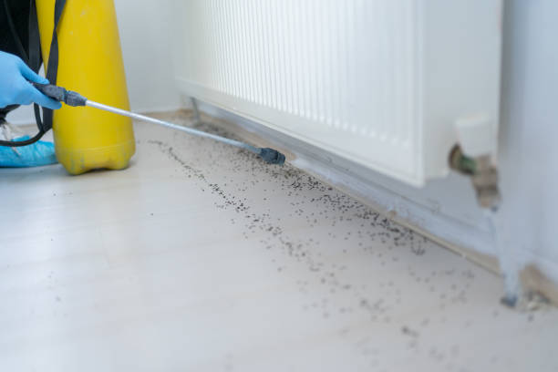 Insect Control in Flemington, PA